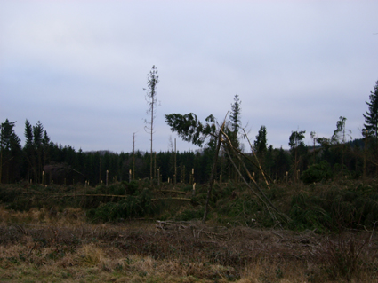 Sturmschden durch den Orkan Kyrill im Oberland in 2007