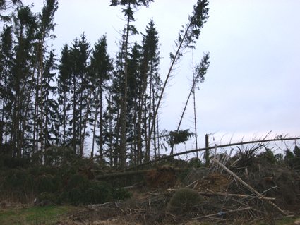 Sturmschden durch den Orkan Kyrill im Oberland in 2007