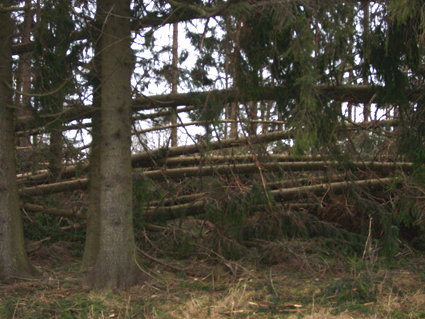 Sturmschden durch den Orkan Kyrill im Oberland in 2007