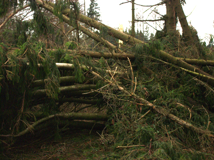 Sturmschden durch den Orkan Kyrill im Oberland in 2007