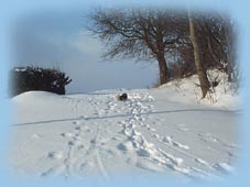 Winter - Impressionen aus dem Oberland